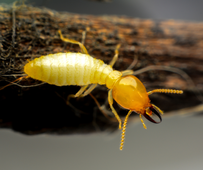 termites dame diagnostics